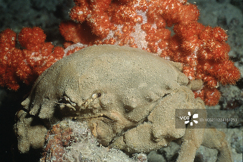 携带软珊瑚的睡蟹图片素材
