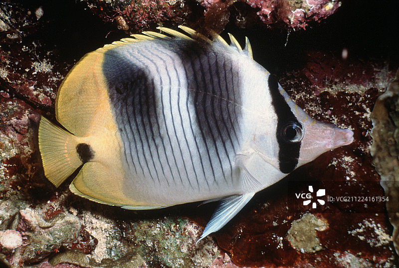 夜间呈色的鞍背蝴蝶鱼图片素材