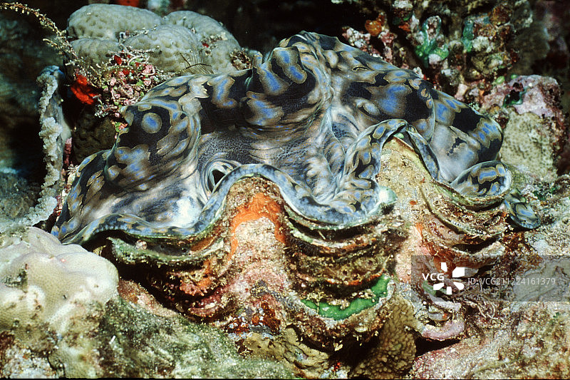 沟纹巨蛤图片素材