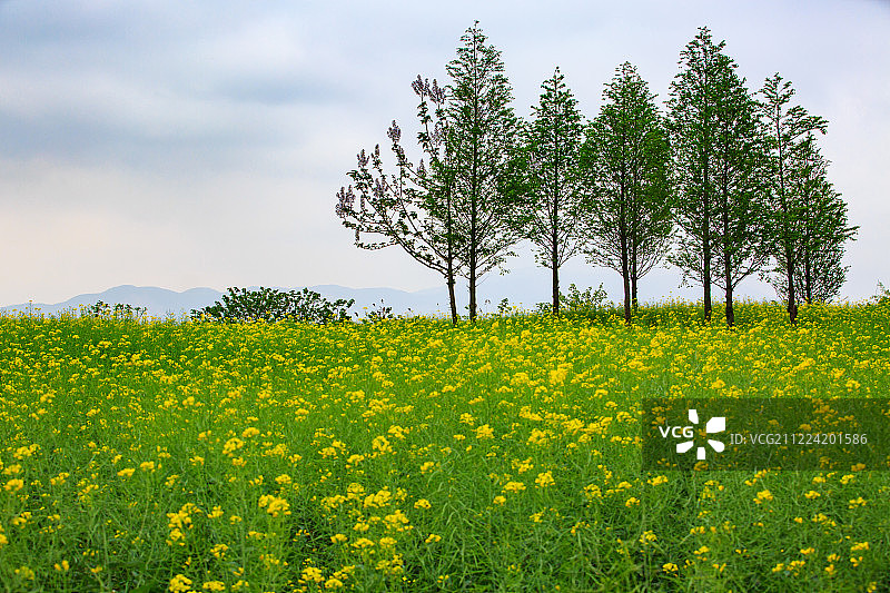 浙江省湖州市德清下渚湖湿地图片素材