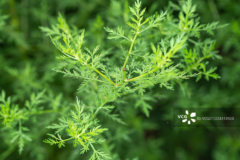青蒿绿色植物夏天中草药植物园植物图片素材
