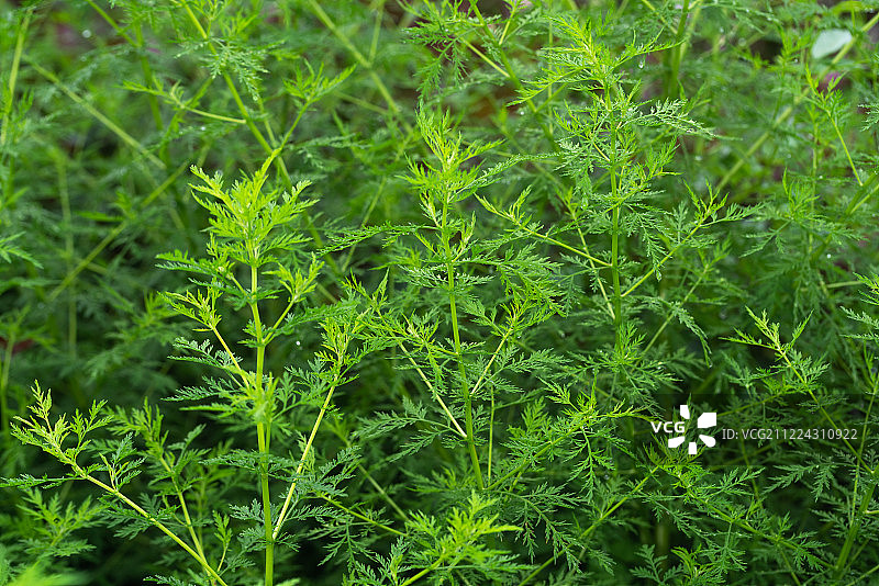 青蒿绿色植物夏天中草药植物园植物图片素材