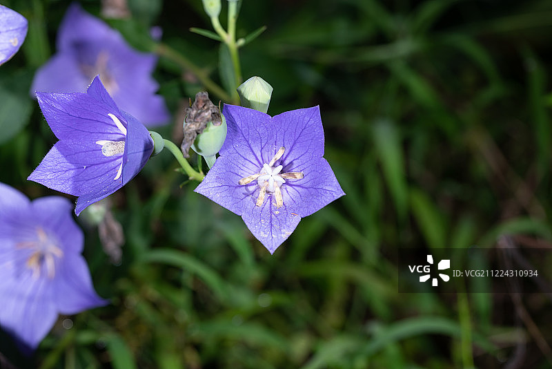 桔梗花绿色植物夏天中草药植物园植物图片素材