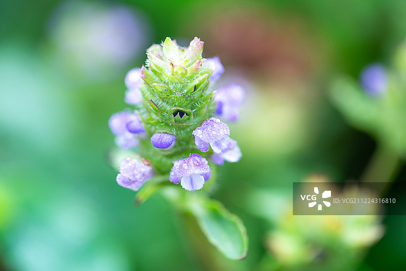 夏枯草绿色植物夏天中草药植物园植物图片素材