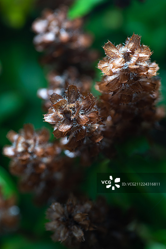 夏枯草绿色植物夏天中草药植物园植物图片素材