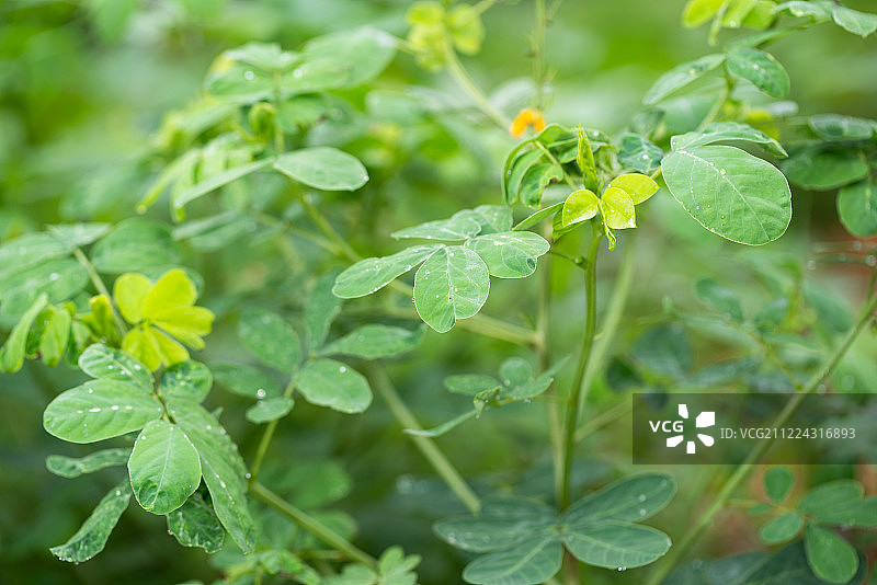 决明子绿色植物夏天中草药植物园植物图片素材