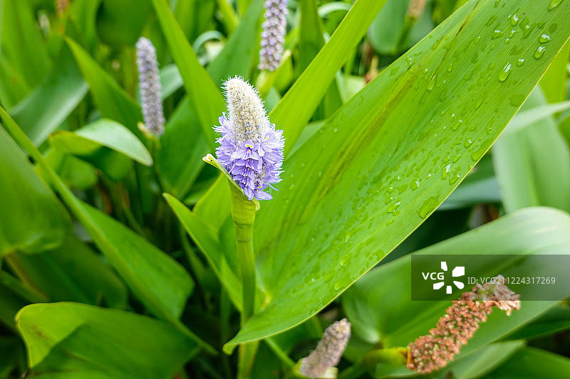 梭鱼草绿色植物夏天中草药植物园植物图片素材