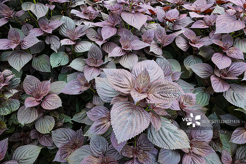 紫苏绿色植物夏天中草药植物园植物图片素材