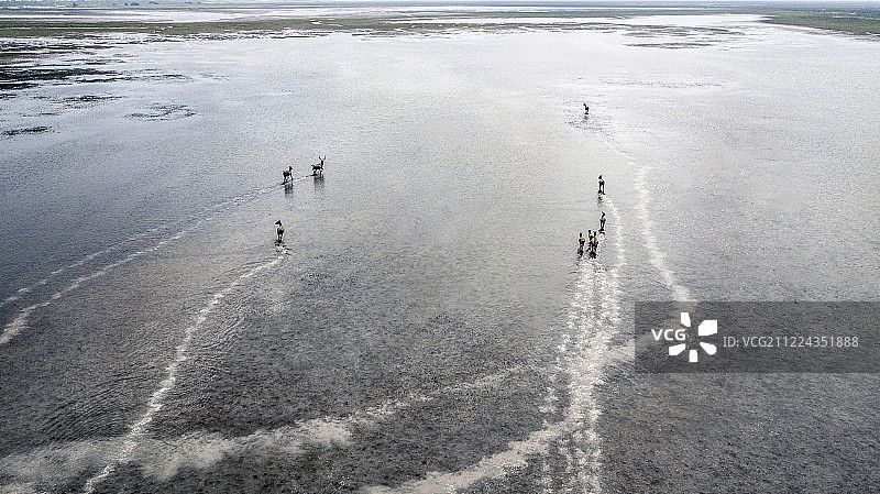 奔跑在湿地里的一群麋鹿图片素材