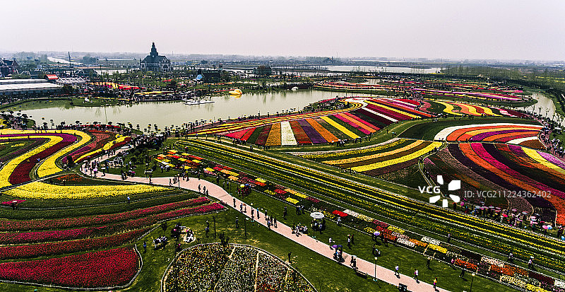 江苏盐城郁金香花海图片素材
