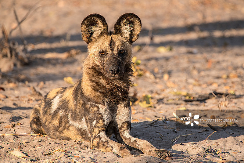 非洲野狗图片素材