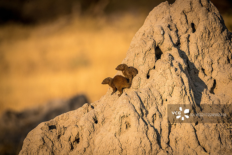 坐在岩石上的倭獴情侣图片素材