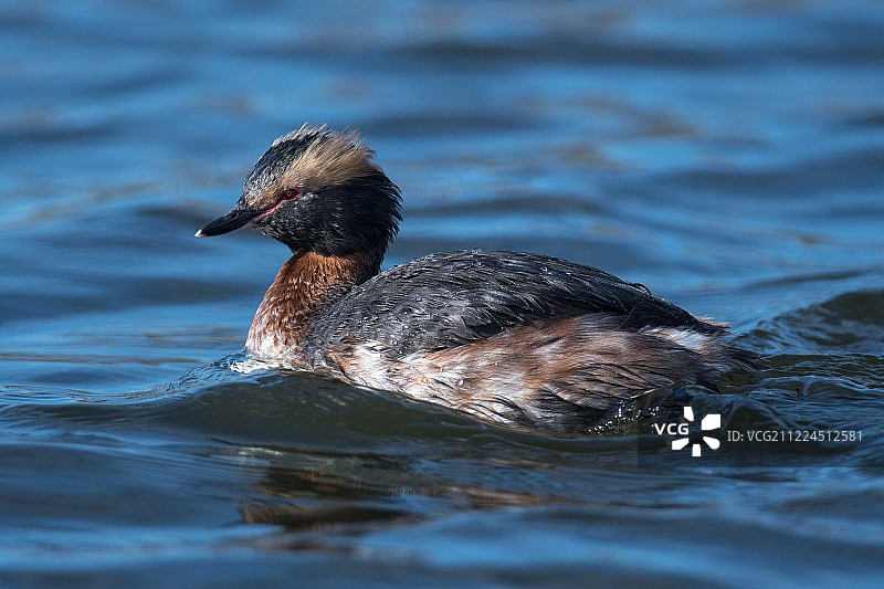 在水上漂浮的角grebe图片素材