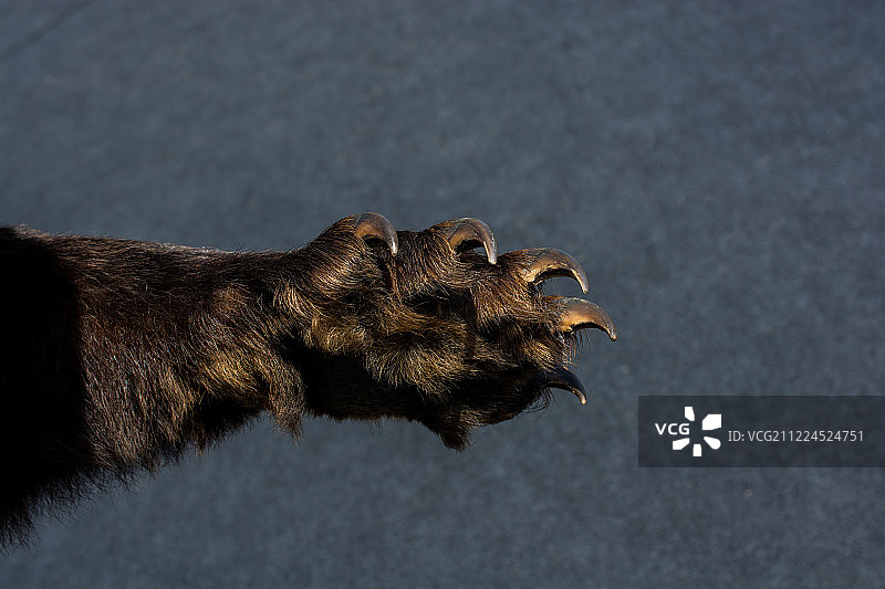 带锋利爪子的黑熊爪子图片素材