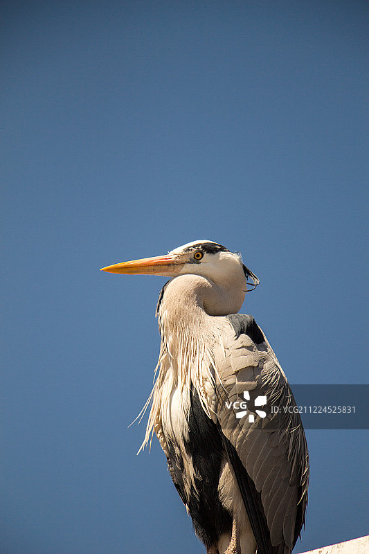 可爱的鸟类野生动物背景图片素材
