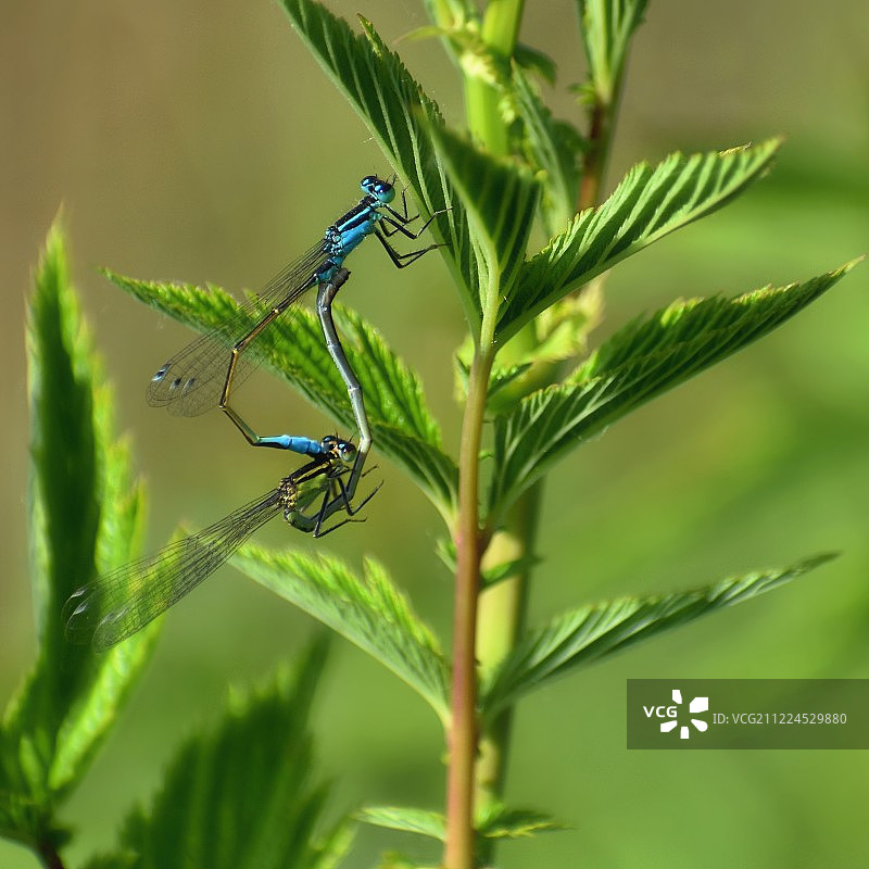 捷克共和国的蜻蜓交配图片素材