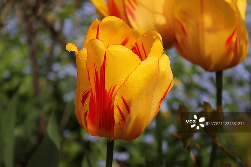 郁金香；罗塞塔·麦克莱恩花园，多伦多，安大略省图片素材