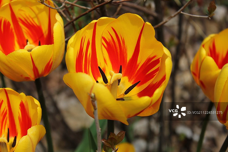 郁金香；罗塞塔·麦克莱恩花园，多伦多，安大略省图片素材