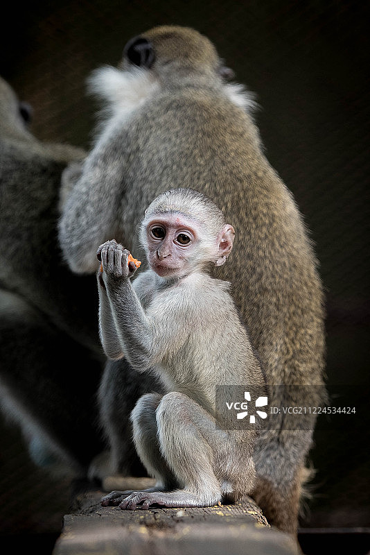 幼年猕猴与亲代图片素材