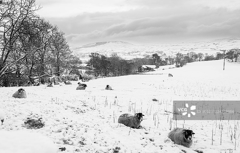 大雪中试图保暖的绵羊图片素材