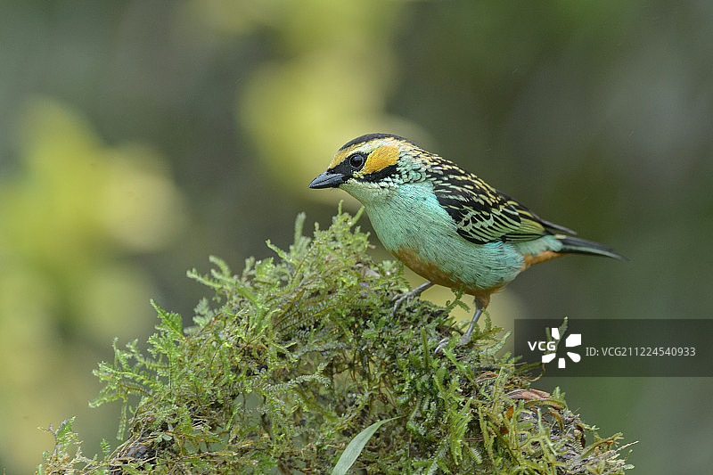 金色耳鸣雀特写图片素材