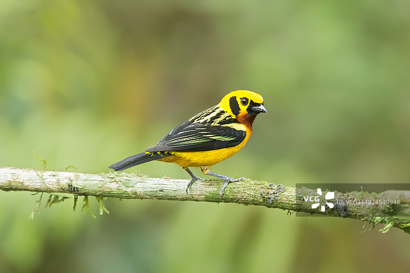 栖息在树枝上的金色绿咬鹃图片素材