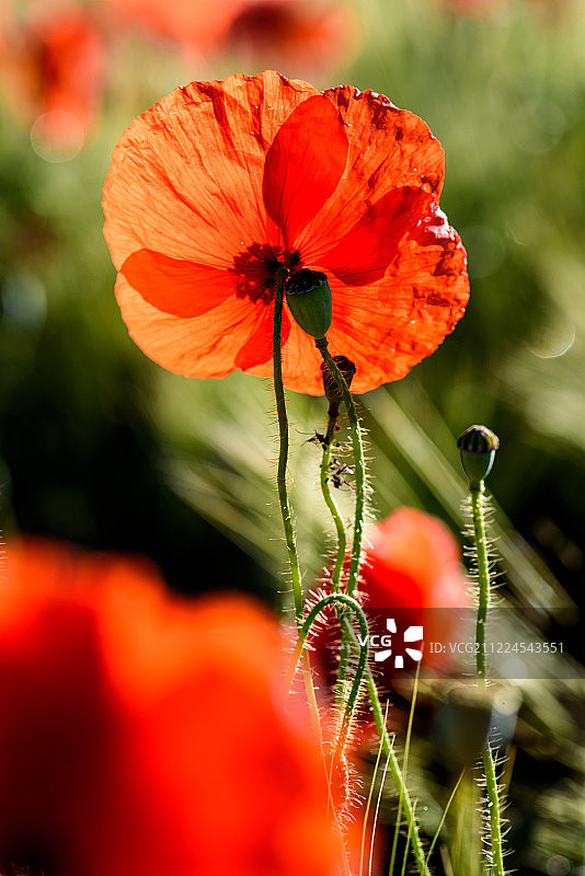 春季热情图片素材