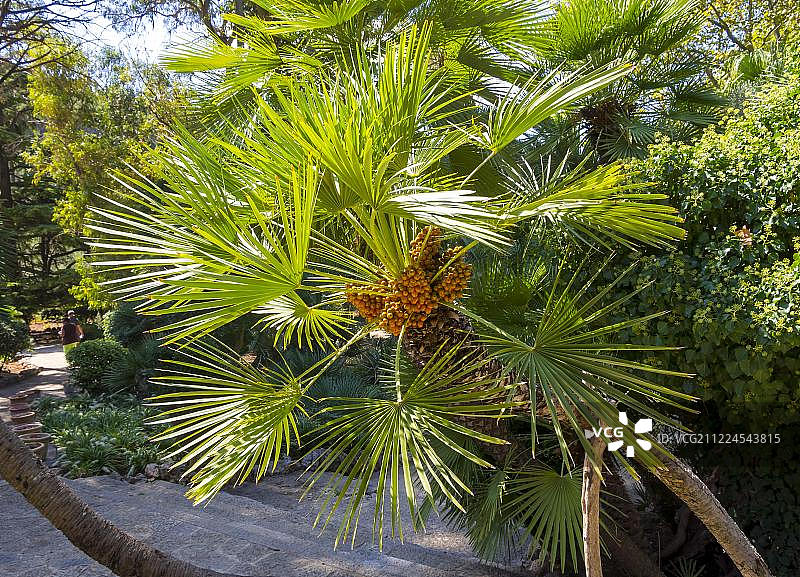 西班牙马略卡加那利海枣图片素材