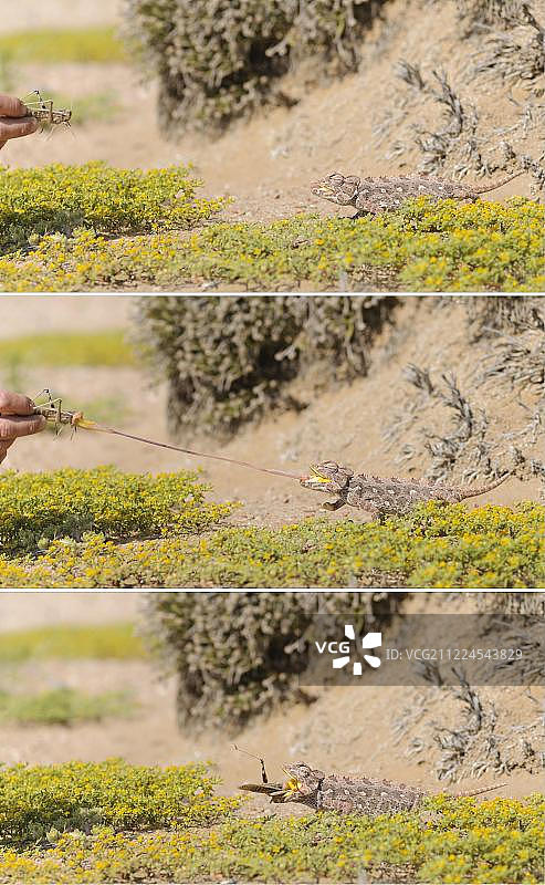纳米比亚变色龙捕食蝗虫（三图），纳米布-诺克卢夫国家公园，斯瓦科普蒙德，纳米比亚，非洲图片素材