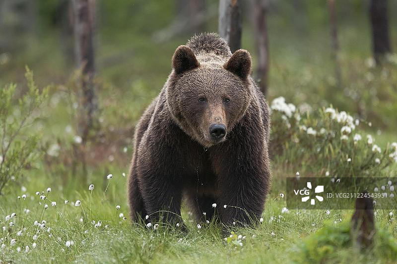 芬兰针叶林中棉草丛中的棕熊，北卡累利阿图片素材