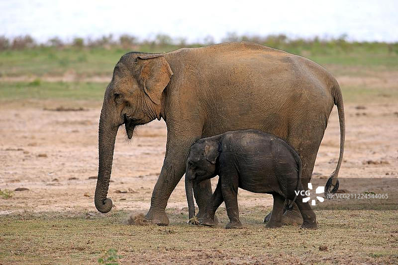 斯里兰卡雅拉国家公园的亚洲象母子图片素材