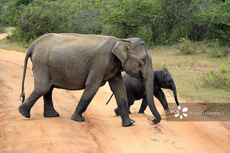 斯里兰卡大象（亚洲象指名亚种），母象和小象过马路，亚拉国家公园，斯里兰卡，亚洲图片素材