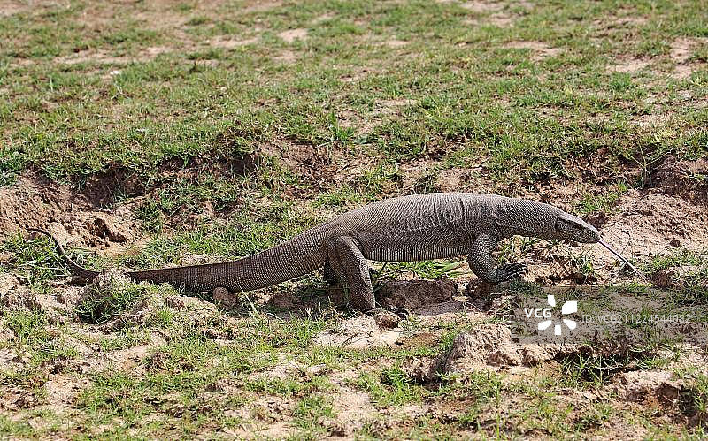 孟加拉巨蜥，斯里兰卡乌达瓦拉维国家公园图片素材