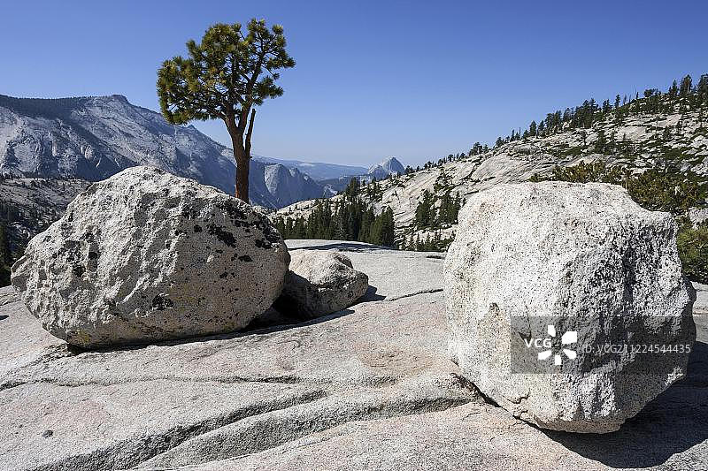 美国加利福尼亚州优胜美地国家公园奥姆斯特德角岩石高原上的松树图片素材