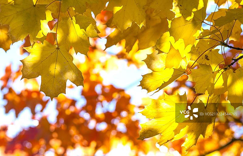 挪威枫树（Acer platanoides），秋季的彩色叶片，下萨克森州，德国，欧洲图片素材