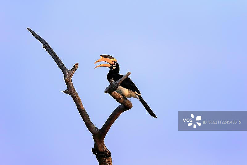 马拉巴花斑犀鸟（Anthracoceros coronatus），在斯里兰卡雅拉国家公园图片素材