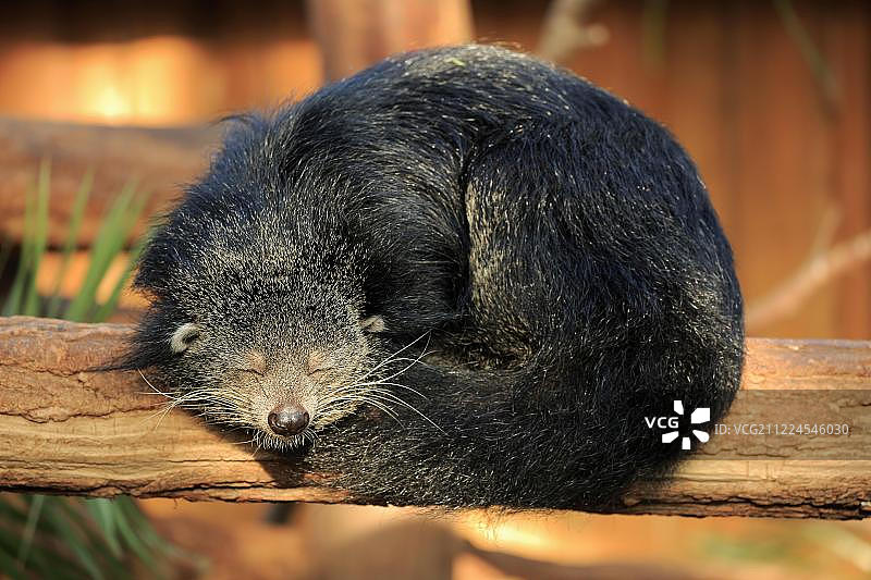 亚洲圈养的睡着的熊狸图片素材