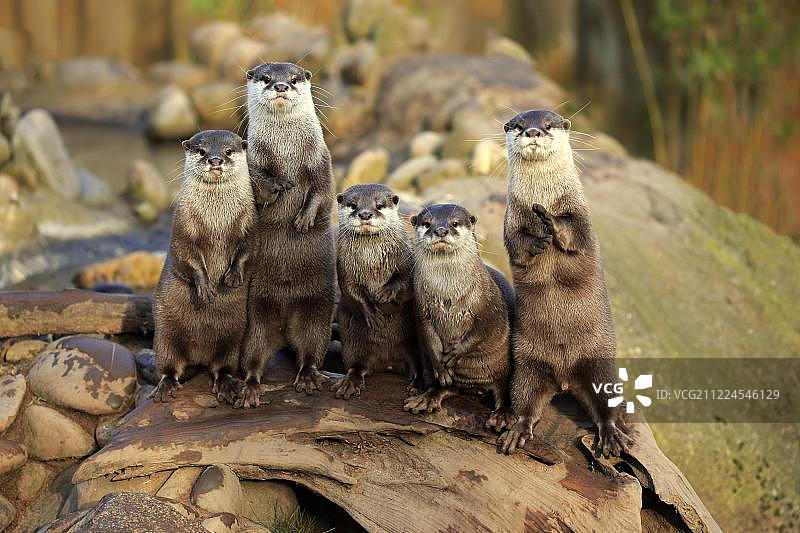 亚洲小爪水獭，成年，嬉戏，站立，圈养图片素材