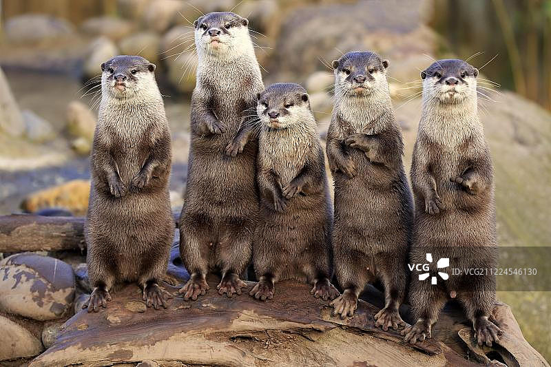 亚洲小爪水獭，成年，嬉戏，站立，圈养图片素材