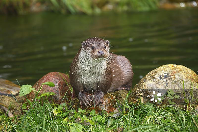 欧洲水獭图片素材