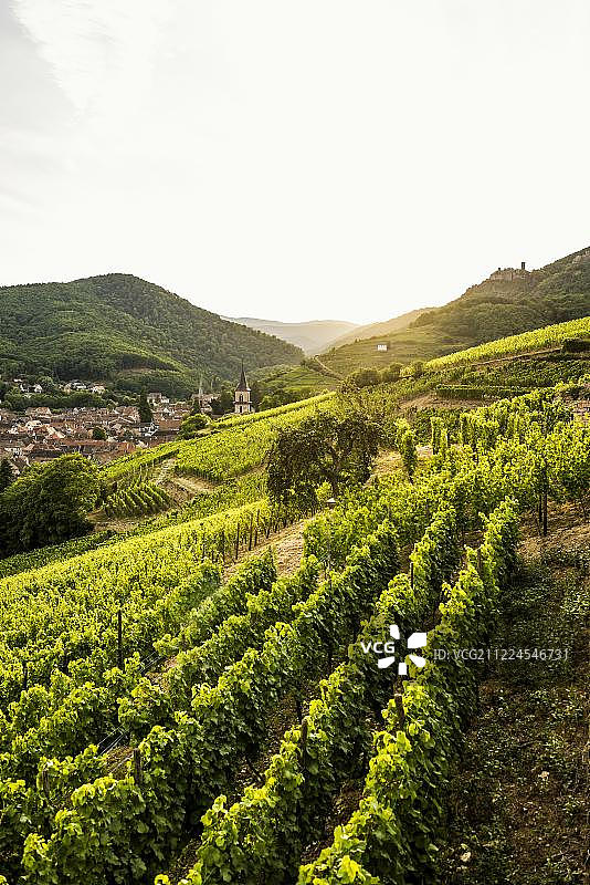日落时分葡萄园中的城堡废墟村庄，法国阿尔萨斯里博维莱图片素材
