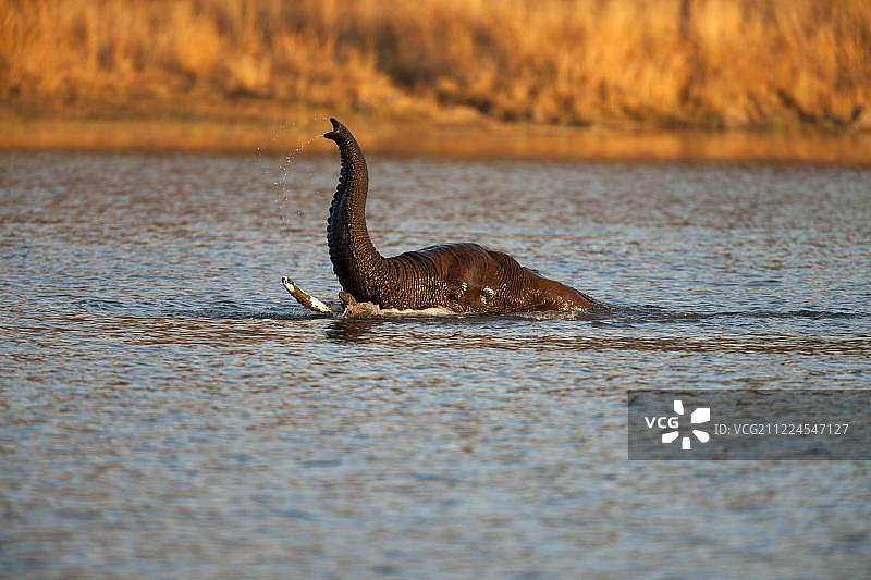非洲象在水中抬起象鼻，傍晚，比勒陀利亚比勒内斯堡国家公园，南非图片素材