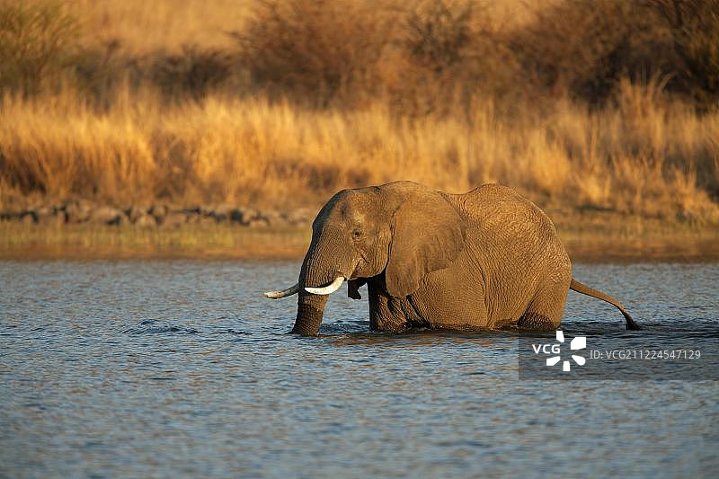 非洲丛林象在水中，傍晚光线，南非比勒陀利亚图片素材