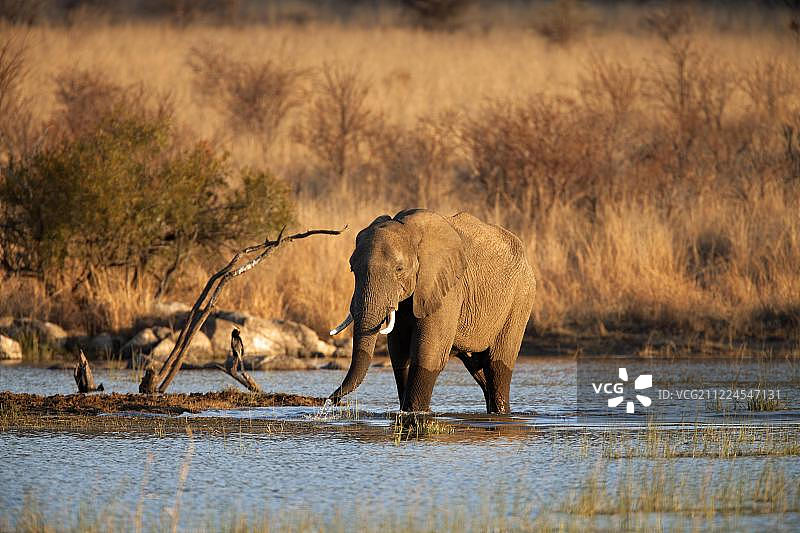 非洲草原象站在水中，位于南非比勒陀利亚比勒内斯堡国家公园图片素材