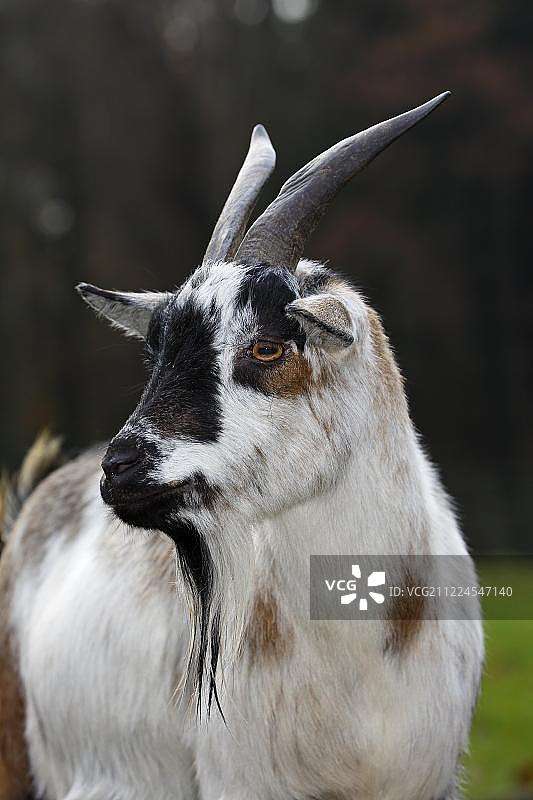 西非矮山羊（Capra hircus），下萨克森州，德国，欧洲图片素材