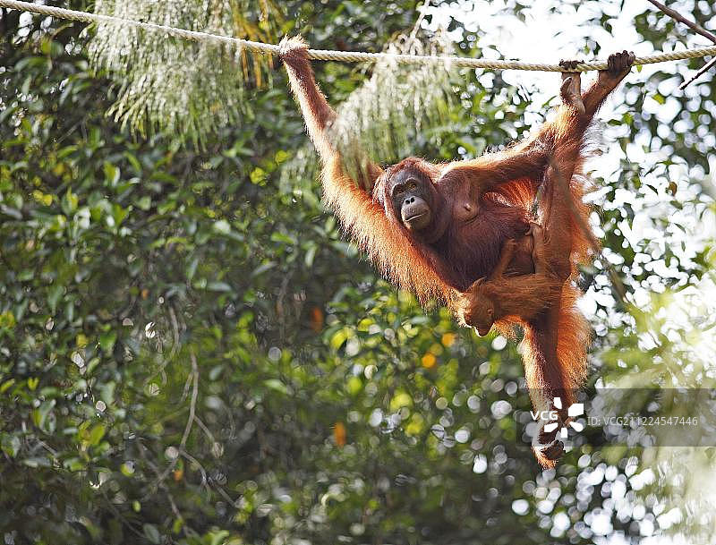马来西亚沙捞越古晋瑟孟格野生动物保护区内与幼崽在一起的猩猩图片素材
