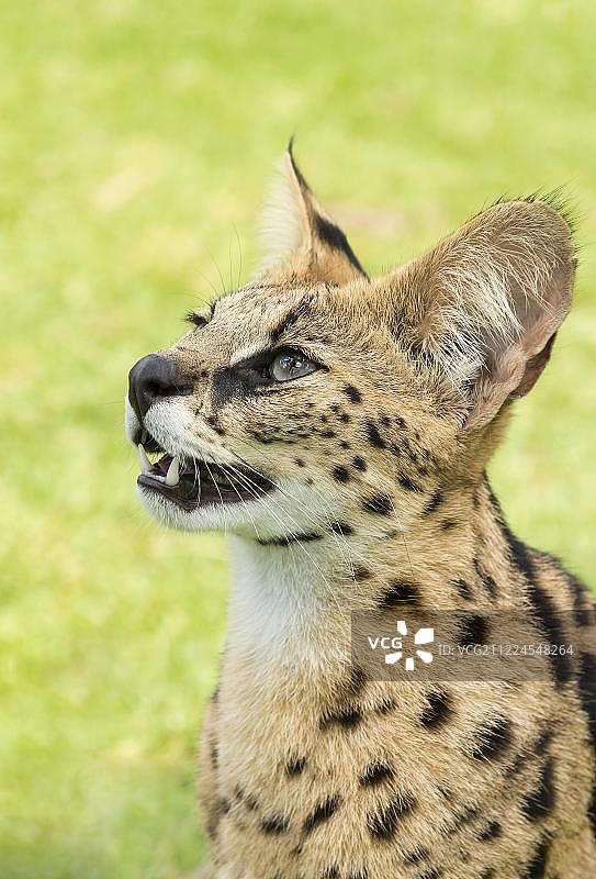 两岁的年轻薮猫肖像图片素材
