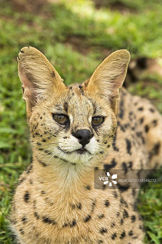 两岁的年轻薮猫肖像图片素材