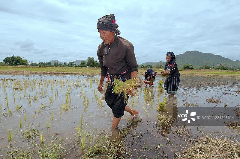 泰国黎逸府泰担族农民插秧图片素材