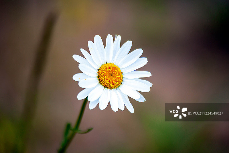近距离图片素材